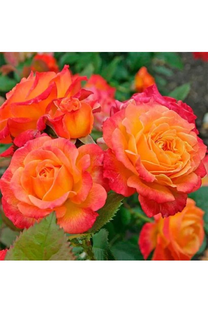 Кущ троянди Сонечко під час цвітіння